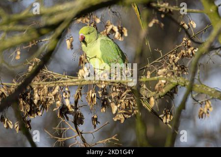 Le perroquet à anneaux - Psittacula krameri, également connu sous le nom de perroquet à col annulaire, est un perroquet de taille moyenne du genre Psittacula, de la famille des Psittacidae. Il a des aires de répartition indigènes disjointes en Afrique et dans le sous-continent indien, et est maintenant introduit dans beaucoup d'autres parties du monde où les populations sauvages se sont établies et sont élevés pour le commerce exotique d'animaux de compagnie. L'une des rares espèces de perroquets qui ont réussi à s'adapter à la vie dans des habitats perturbés. Le nombre de perruches à col annulaire dans la partie urbaine centrale des pays-Bas a presque doublé pour atteindre 22 000 en 10 ans Banque D'Images