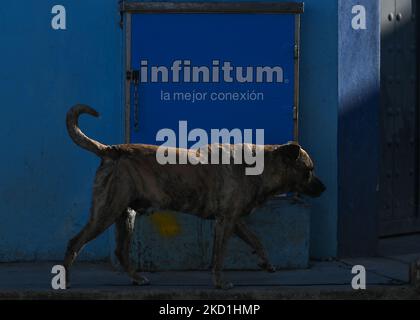 Un chien marche à côté d'une boîte avec une publicité pour la marque "Infinitum" des services Internet Telmex à San Cristobal de las Casas. Dimanche, 30 janvier 2022, à San Cristobal de las Casas, Chiapas, Mexique. (Photo par Artur Widak/NurPhoto) Banque D'Images