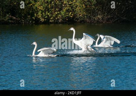 Trois cygnes de Trumpeter des canards atterrissent sur un lac avec des éclaboussures d'eau Banque D'Images