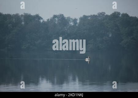 Un grand pélican blanc naine sur un lac à l'intérieur du sanctuaire ornithologique d'Okhla à Noida, à la périphérie de New Delhi, en Inde, sur 2 février 2022. La Journée mondiale des zones humides est célébrée chaque année sur 2 février, afin de sensibiliser le monde entier à l'importance des zones humides dans l'écosystème. (Photo de Mayank Makhija/NurPhoto) Banque D'Images