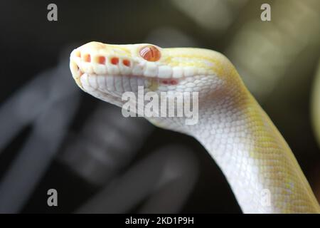 Spiderman Albino Python (Pythonidae) une exposition exotique des éleveurs de reptiles à Mississauga, Ontario, Canada. (Photo de Creative Touch Imaging Ltd./NurPhoto) Banque D'Images