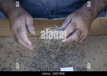 Un homme souriant frotte les herbes séchées des herbes sauvages récoltées et séchées, gros plan sur les mains. Livadia, le port et le village principal de l'île de Tilos avec les maisons à l'architecture traditionnelle blanchie à la chaux et la plage avec l'eau de mer cristalline. Telos est une petite île grecque méditerranéenne située dans la partie de la mer Égée des îles Dodécanèse avec une population de 780 habitants près de la côte turque. Fin 2018, Tilos est devenue la première île de la Méditerranée à fonctionner exclusivement sur l'énergie éolienne et solaire, une île verte autosuffisante, une initiative financée par l'UE pour l'énergie verte à partir de la date de renouvellement Banque D'Images