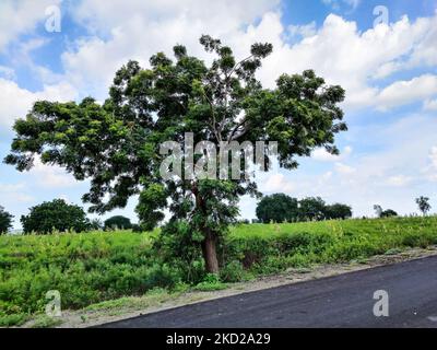 Une belle photo de lilas indien (Azadirachta indica) avec des plantes vertes et de l'herbe autour de lui Banque D'Images