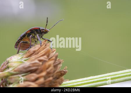 Un insecte de bouclier aussi connu sous le nom de insecte de légumes verts ou de punaise (Nezara viridula) est vu dans un jardin à Lincoln, Nouvelle-Zélande sur 11 février 2022. Les insectes protecteurs sont des types de ravageurs qui se nourrissent d'une grande variété de plantes, y compris les haricots, le maïs et les tomates, généralement en aspirant la sève des plantes. (Photo de Sanka Vidanagama/NurPhoto) Banque D'Images