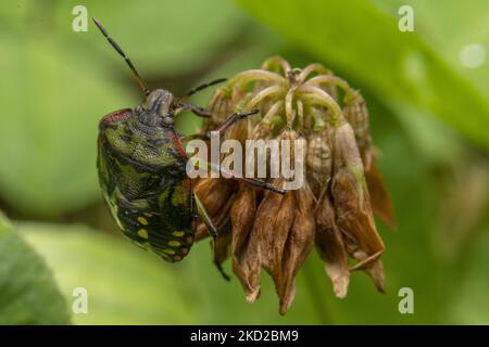 Un insecte de bouclier aussi connu sous le nom de insecte de légumes verts ou de punaise (Nezara viridula) est vu dans un jardin à Lincoln, Nouvelle-Zélande sur 11 février 2022. Les insectes protecteurs sont des types de ravageurs qui se nourrissent d'une grande variété de plantes, y compris les haricots, le maïs et les tomates, généralement en aspirant la sève des plantes. (Photo de Sanka Vidanagama/NurPhoto) Banque D'Images