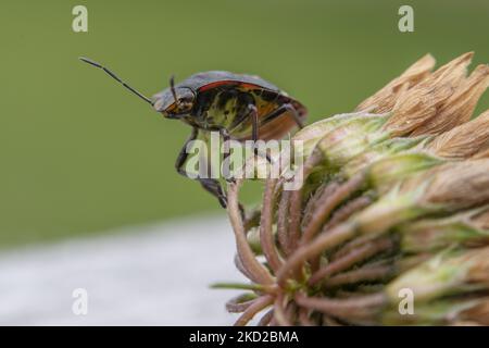 Un insecte de bouclier aussi connu sous le nom de insecte de légumes verts ou de punaise (Nezara viridula) est vu dans un jardin à Lincoln, Nouvelle-Zélande sur 11 février 2022. Les insectes protecteurs sont des types de ravageurs qui se nourrissent d'une grande variété de plantes, y compris les haricots, le maïs et les tomates, généralement en aspirant la sève des plantes. (Photo de Sanka Vidanagama/NurPhoto) Banque D'Images