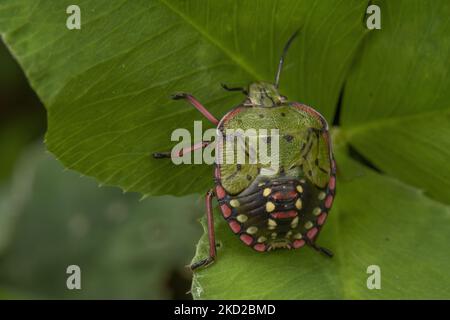 Un insecte de bouclier aussi connu sous le nom de insecte de légumes verts ou de punaise (Nezara viridula) est vu dans un jardin à Lincoln, Nouvelle-Zélande sur 11 février 2022. Les insectes protecteurs sont des types de ravageurs qui se nourrissent d'une grande variété de plantes, y compris les haricots, le maïs et les tomates, généralement en aspirant la sève des plantes. (Photo de Sanka Vidanagama/NurPhoto) Banque D'Images