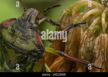 Un insecte de bouclier aussi connu sous le nom de insecte de légumes verts ou de punaise (Nezara viridula) est vu dans un jardin à Lincoln, Nouvelle-Zélande sur 11 février 2022. Les insectes protecteurs sont des types de ravageurs qui se nourrissent d'une grande variété de plantes, y compris les haricots, le maïs et les tomates, généralement en aspirant la sève des plantes. (Photo de Sanka Vidanagama/NurPhoto) Banque D'Images