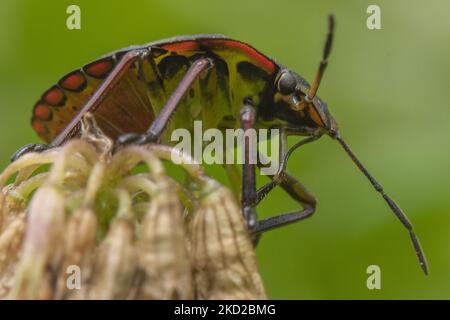 Un insecte de bouclier aussi connu sous le nom de insecte de légumes verts ou de punaise (Nezara viridula) est vu dans un jardin à Lincoln, Nouvelle-Zélande sur 11 février 2022. Les insectes protecteurs sont des types de ravageurs qui se nourrissent d'une grande variété de plantes, y compris les haricots, le maïs et les tomates, généralement en aspirant la sève des plantes. (Photo de Sanka Vidanagama/NurPhoto) Banque D'Images