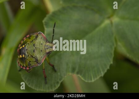 Un insecte de bouclier aussi connu sous le nom de insecte de légumes verts ou de punaise (Nezara viridula) est vu dans un jardin à Lincoln, Nouvelle-Zélande sur 11 février 2022. Les insectes protecteurs sont des types de ravageurs qui se nourrissent d'une grande variété de plantes, y compris les haricots, le maïs et les tomates, généralement en aspirant la sève des plantes. (Photo de Sanka Vidanagama/NurPhoto) Banque D'Images