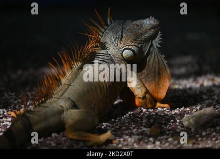 Iguana vu à l'intérieur du ZOO de Mérida (Parque Zoológico del Centenario). Mercredi, 16 février 2022, à Mérida, Yucatan, Mexique. (Photo par Artur Widak/NurPhoto) Banque D'Images