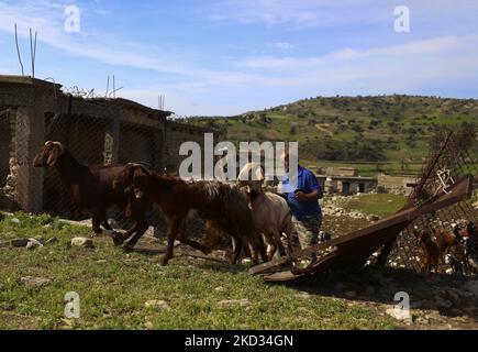 Un agriculteur libère des moutons d'un enclos dans le village abandonné de Souskiou. Chypre, dimanche, 20 février 2022. C'est un petit village, dont la partie principale était les Chypriotes turcs. En 1958, peu de Chypriotes grecs ont quitté le village en raison de l'escalade du conflit avec la communauté turque. Et en 1974, les Chypriotes turcs restants migrent vers le Nord. (Photo de Danil Shamkin/NurPhoto) Banque D'Images