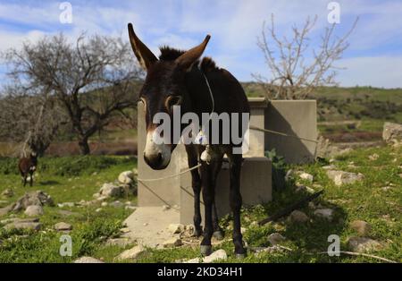Un âne tombe dans le village abandonné de Souskiou. Chypre, dimanche, 20 février 2022. C'est un petit village, dont la partie principale était les Chypriotes turcs. En 1958, peu de Chypriotes grecs ont quitté le village en raison de l'escalade du conflit avec la communauté turque. Et en 1974, les Chypriotes turcs restants migrent vers le Nord. (Photo de Danil Shamkin/NurPhoto) Banque D'Images