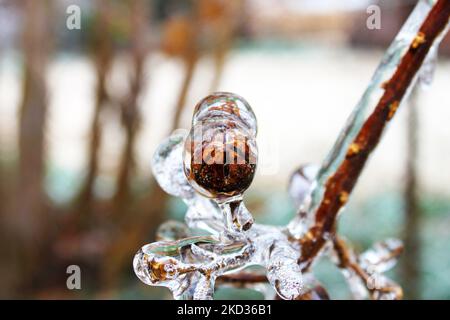 Crêpe la gousse de myrte enfermé dans la glace pendant l'hiver Banque D'Images