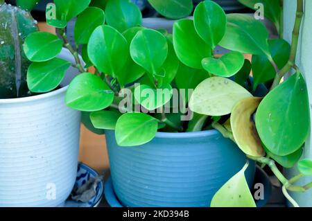 Peperomia obtusifolia, usine de caoutchouc pour bébés ou usine Pepper face ou PIPERACEAE Banque D'Images