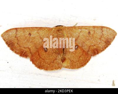 Espèce de papillon tropical indéterminée isolée sur fond blanc de la jungle de Belize Banque D'Images