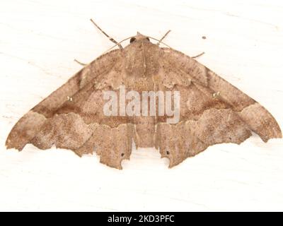 Espèce de papillon tropical indéterminée isolée sur fond blanc de la jungle de Belize Banque D'Images