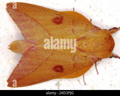 Espèce de papillon tropical indéterminée isolée sur fond blanc de la jungle de Belize Banque D'Images