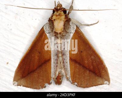 Espèce de papillon tropical indéterminée isolée sur fond blanc de la jungle de Belize Banque D'Images