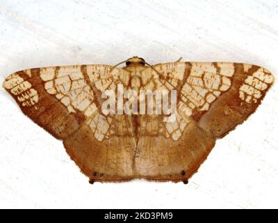 Espèce de papillon tropical indéterminée isolée sur fond blanc de la jungle de Belize Banque D'Images