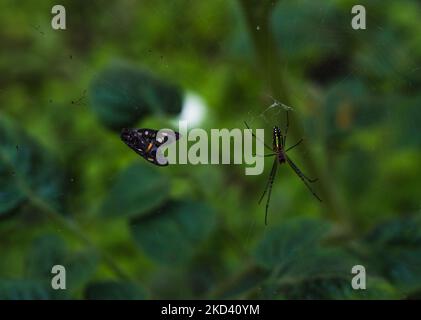 Une araignée d'orbe argentée décorative (Leucauge decorata) a fait la course sur une teigne par l'araignée dans une forêt à Tehatta, Bengale occidental, Inde sur 28 février 2022.(photo de Soumyabrata Roy/NurPhoto) Banque D'Images