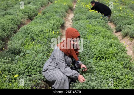 Les Palestiniens cueilissent des plantes de thym dans une ferme près du passage d'Erez avec Israël à Beit Hanoun, dans le nord de la bande de Gaza, sur 3 mars 2022. (Photo de Majdi Fathi/NurPhoto) Banque D'Images