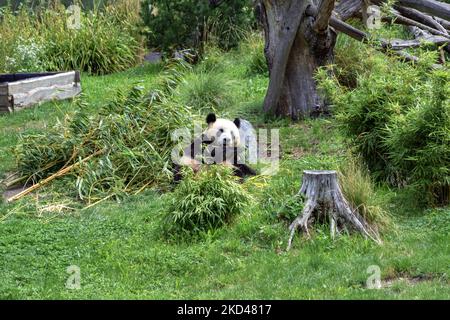 Panda repose sur l'herbe et s'appuie sur une grande pierre et ronge un bâton de bambou. Banque D'Images