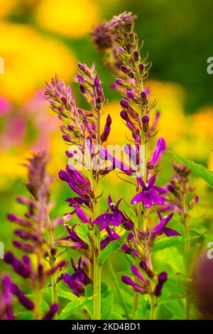 Un gros plan de belles fleurs de lobelia speciosa (violet d'hadspen) qui poussent dans un jardin Banque D'Images