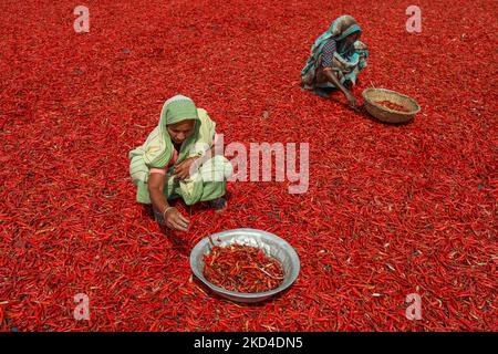 Les femmes traitent et sèchent le piment rouge sous le soleil près de la rivière Jamuna Bogra Bangladesh 06 mars 2022. Chaque jour, ils gagnent moins de $1 USD (Taka. 70) après le travail 10 heures par jour.(photo de Kazi Salahuddin Razu/NurPhoto) Banque D'Images