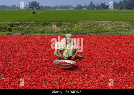 Les femmes traitent et sèchent le piment rouge sous le soleil près de la rivière Jamuna Bogra Bangladesh 06 mars 2022. Chaque jour, ils gagnent moins de $1 USD (Taka. 70) après le travail 10 heures par jour.(photo de Kazi Salahuddin Razu/NurPhoto) Banque D'Images
