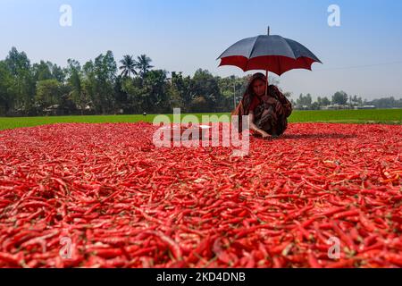 Les femmes traitent et sèchent le piment rouge sous le soleil près de la rivière Jamuna Bogra Bangladesh 06 mars 2022. Chaque jour, ils gagnent moins de $1 USD (Taka. 70) après le travail 10 heures par jour.(photo de Kazi Salahuddin Razu/NurPhoto) Banque D'Images