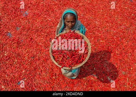 Les femmes traitent et sèchent le piment rouge sous le soleil près de la rivière Jamuna Bogra Bangladesh 06 mars 2022. Chaque jour, ils gagnent moins de $1 USD (Taka. 70) après le travail 10 heures par jour.(photo de Kazi Salahuddin Razu/NurPhoto) Banque D'Images
