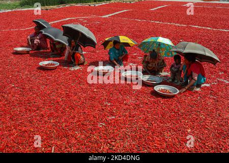 Les femmes traitent et sèchent le piment rouge sous le soleil près de la rivière Jamuna Bogra Bangladesh 06 mars 2022. Chaque jour, ils gagnent moins de $1 USD (Taka. 70) après le travail 10 heures par jour.(photo de Kazi Salahuddin Razu/NurPhoto) Banque D'Images