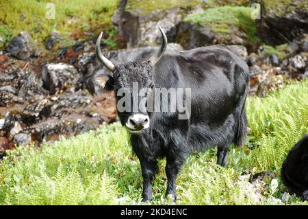 Photo d'un yak noir à cornes debout sur l'herbe Banque D'Images