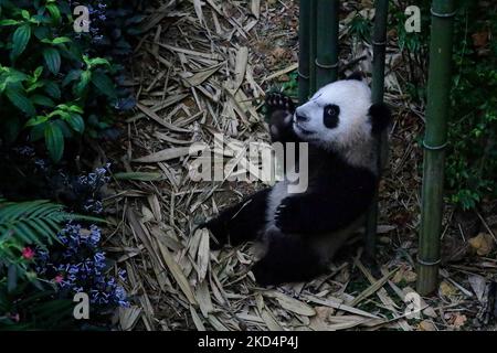 Le premier cub panda géant de Singapour, appelé le, réagit à l'intérieur de l'exposition sur la forêt de panda géants à Mandai River Wonders on 10 mars 2022, à Singapour. Né sur 14 août 2021 et pesant à 15,86kg ans (le 8 mars), le le est le premier né du panda géant Kai Kai et Jia Jia, neuf ans après leur arrivée à Singapour sous prêt de Chengdu. (Photo de Suhaimi Abdullah/NurPhoto) Banque D'Images