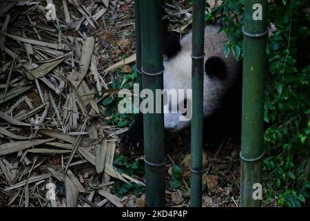 Le premier cub panda géant de Singapour, appelé le, se promène à l'intérieur de l'exposition sur la forêt de panda géants à Mandai River Wonders on 10 mars 2022, à Singapour. Né sur 14 août 2021 et pesant à 15,86kg ans (le 8 mars), le le est le premier né du panda géant Kai Kai et Jia Jia, neuf ans après leur arrivée à Singapour sous prêt de Chengdu. (Photo de Suhaimi Abdullah/NurPhoto) Banque D'Images