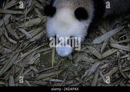 Le premier cub panda géant de Singapour, appelé le, se promène à l'intérieur de l'exposition sur la forêt de panda géants à Mandai River Wonders on 10 mars 2022, à Singapour. Né sur 14 août 2021 et pesant à 15,86kg ans (le 8 mars), le le est le premier né du panda géant Kai Kai et Jia Jia, neuf ans après leur arrivée à Singapour sous prêt de Chengdu. (Photo de Suhaimi Abdullah/NurPhoto) Banque D'Images