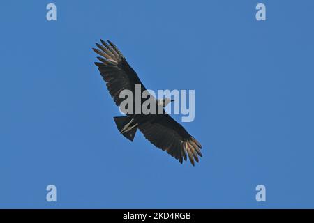 American Black Vulture survole le Sumidero Canyon près de Tuxtla Gutiérrez. Mercredi, 9 mars 2022, à Tuxtla Gutiérrez, Chiapas, Mexique. (Photo par Artur Widak/NurPhoto) Banque D'Images