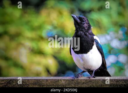 Un oiseau magpie eurasien perçant sur une surface en bois sur un fond flou Banque D'Images