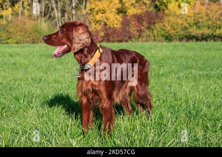 Le magnifique chien de chasse Ihrish Setter, brillant et rouge, se dresse au soleil sur la prairie verte en face de la forêt d'automne colorée. Banque D'Images