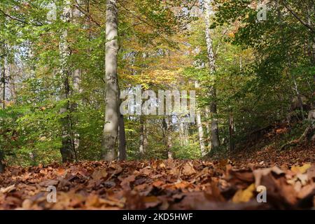 Les feuilles d'automne dorées couvrent le sol de la forêt ensoleillée Banque D'Images