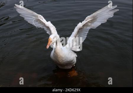 Une ailes d'oie plate, dans l'étang de Jur Pukhuri, à Guwahati, Assam, Inde, le 25 mars 2022. (Photo de David Talukdar/NurPhoto) Banque D'Images