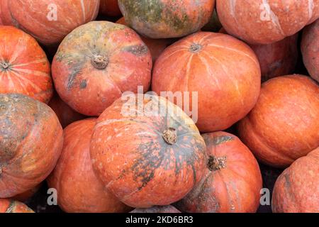 Pile de citrouilles mûres d'orange vif en gros plan. Conditions naturelles Banque D'Images