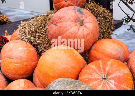 Pile de citrouilles mûres d'orange vif en gros plan. Conditions naturelles Banque D'Images