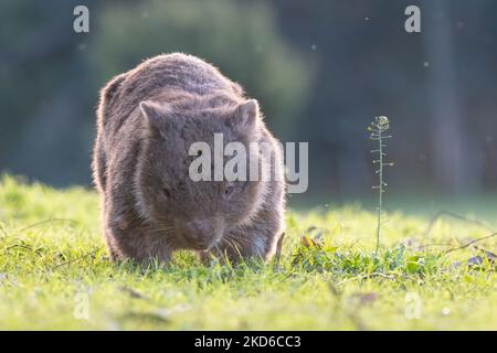 Wombat commune au coucher du soleil, Kangaroo Valley, Nouvelle-Galles du Sud Banque D'Images