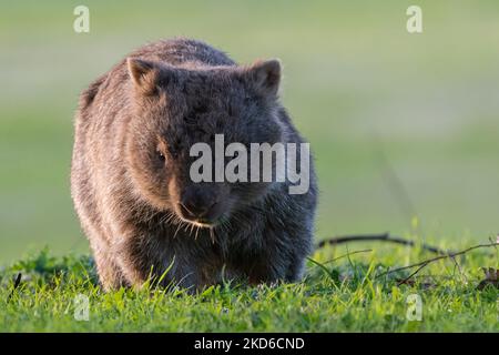 Wombat commune au coucher du soleil, Kangaroo Valley, Nouvelle-Galles du Sud Banque D'Images