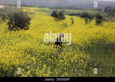 Une palestinienne cueille des fleurs de moutarde sauvages qui poussent dans les champs de la bande de Gaza, près de la clôture de la frontière de la bande de Gaza avec Israël, à l'est de la ville de Gaza, sur 30 mars 2022., alors que le début officiel du printemps est marqué par l'équinoxe vernal. (Photo de Majdi Fathi/NurPhoto) Banque D'Images