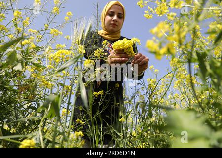 Une palestinienne cueille des fleurs de moutarde sauvages qui poussent dans les champs de la bande de Gaza, près de la clôture de la frontière de la bande de Gaza avec Israël, à l'est de la ville de Gaza, sur 30 mars 2022., alors que le début officiel du printemps est marqué par l'équinoxe vernal. (Photo de Majdi Fathi/NurPhoto) Banque D'Images