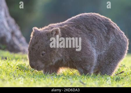 Wombat commune au coucher du soleil, Kangaroo Valley, Nouvelle-Galles du Sud Banque D'Images