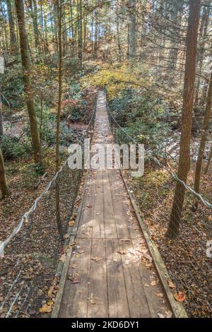 Un très long pont suspendu en bois traversant un ruisseau à travers la forêt en automne Banque D'Images